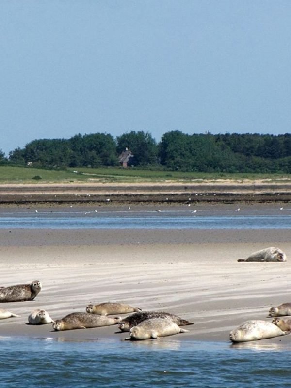 Wattenmeer-2 (1)